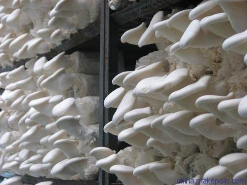 野生菌冷庫安裝